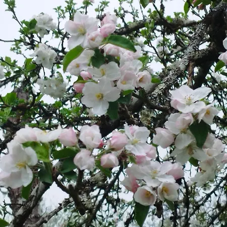 펜션 Des Roches Roche D'oetre Suisse Normande *